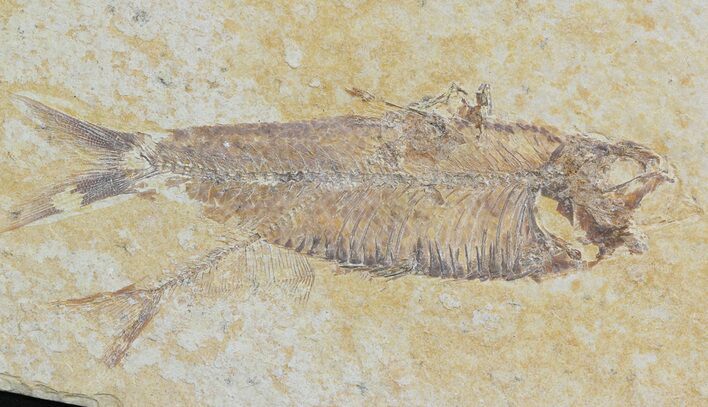 Detailed, Knightia Fossil Fish - Wyoming #42338